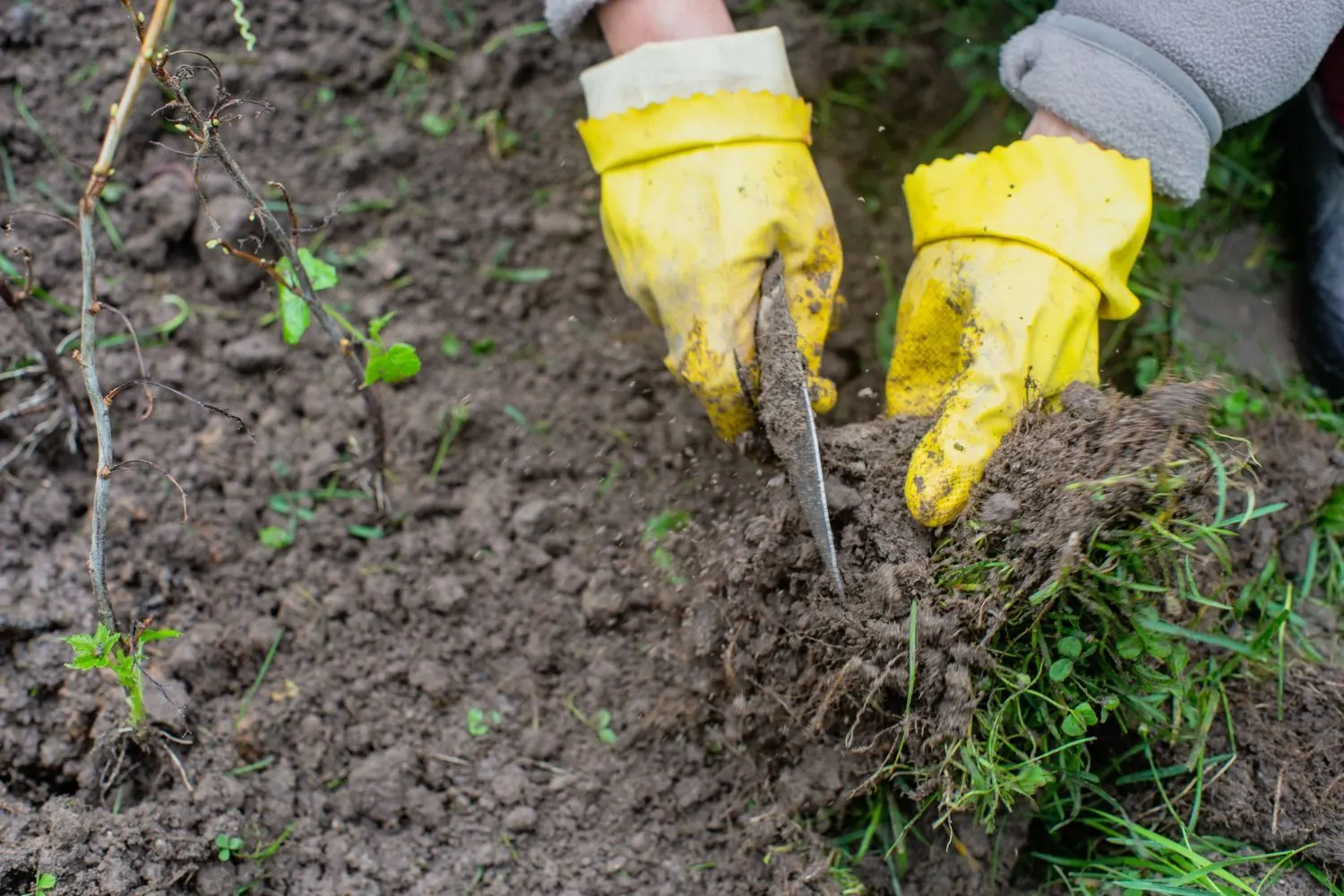 Weed Removal Service in Cedar Rapids, IA
