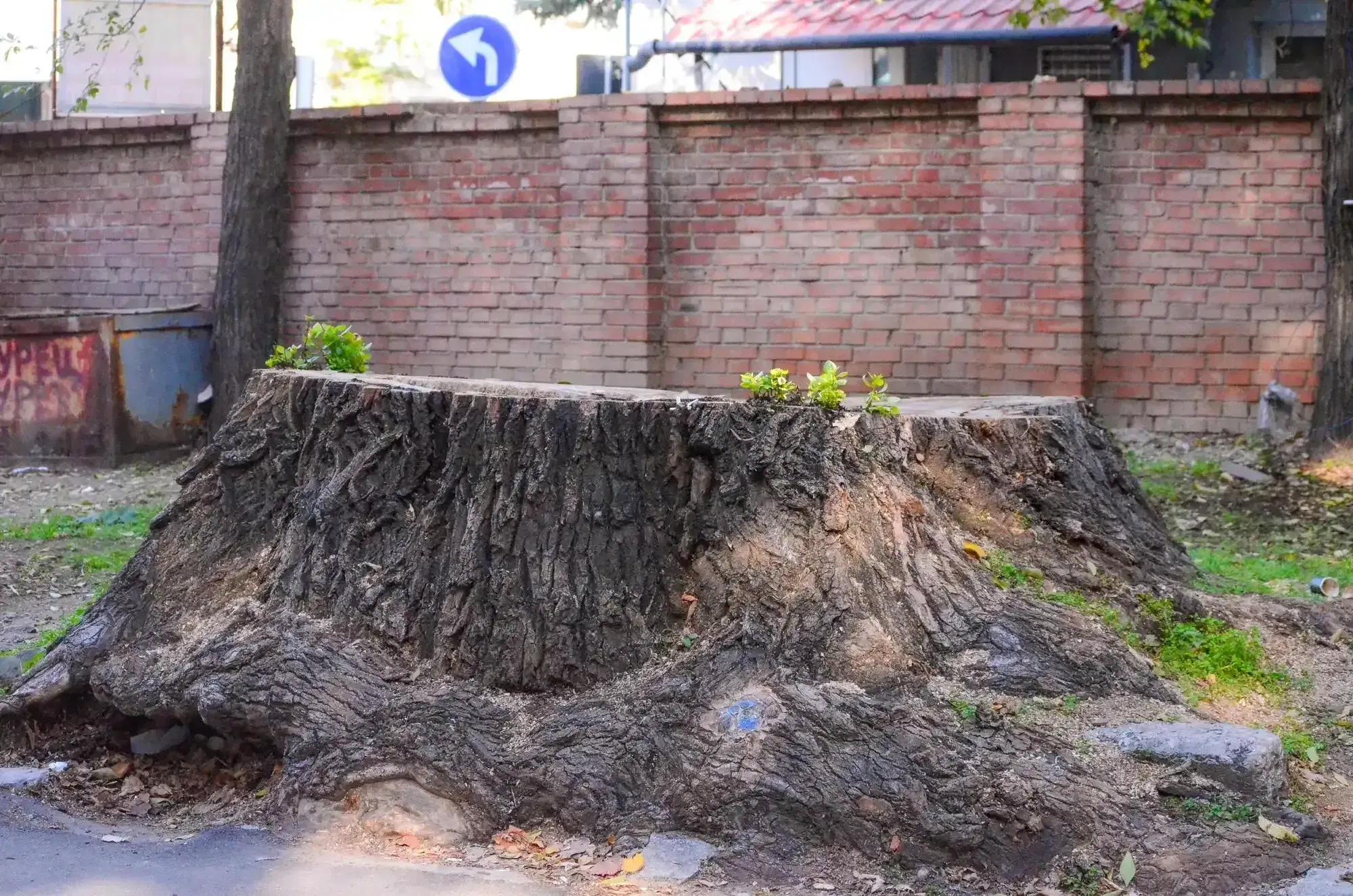 Stump Grinding Service in Cedar Rapids, IA