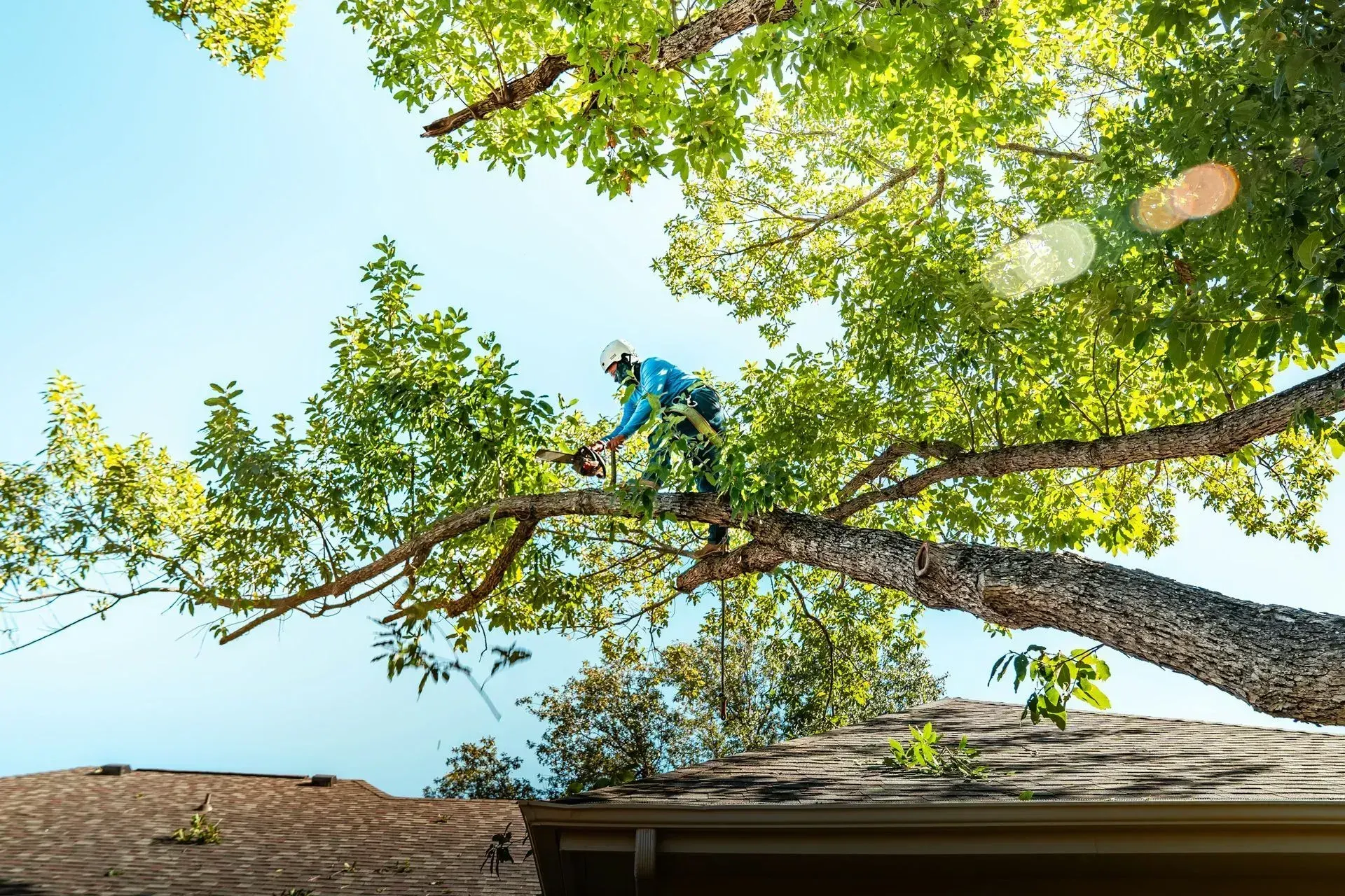 Tree Trimming Service in Cedar Rapids, IA